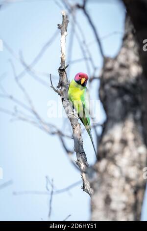 Pflaumensittich (Psittacula cyanocephala) Ist in einem Baum in Indien thront Stockfoto