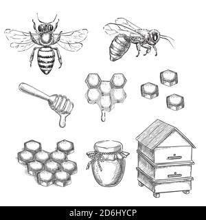 Honig und Biene Skizze Vektor Illustration. Waben, Topf und Bienenstock handgezeichnete isolierte Designelemente. Stock Vektor