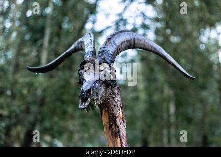 Ziegenschädel auf einem Holzspieß Stockfoto