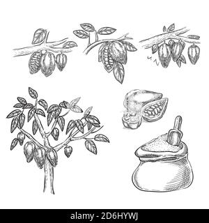 Vektor-Illustration mit Schokoladenskizze. Kakaoschote auf Zweig, Bohnen, Baum, Kakaopulver Hand gezeichnet isolierte Design-Elemente. Stock Vektor