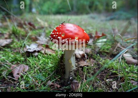 Berühmter roter Pilz mit weißen Flecken. Fliegen Sie agarisch. Amanita muscaria. Stockfoto