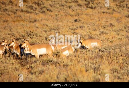 Pronghorn Antilope Buck und tut Stockfoto