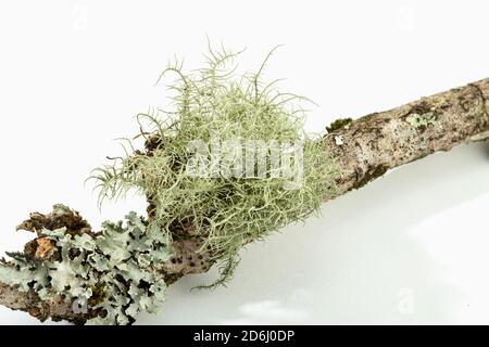 Flechten auf Baumzweig isoliert auf weißem Hintergrund. Evernia prunastri auch als Eichenmoos bekannt Stockfoto