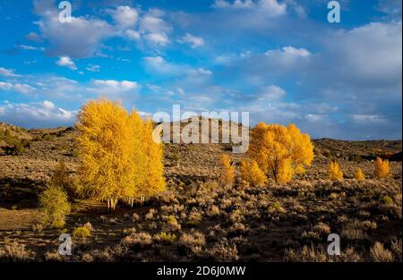 10. Oktober 2020: Die Sonne am späten Nachmittag erhellt leuchtende Herbstfarben entlang der hohen Wüstenlandschaft von Hartman Rocks. Das am Stadtrand von Gunnison, Colorado, gelegene Hartman Rocks Recreation Area umfasst über 14 Hektar oder öffentliches Land, das vom Bureau of Land Management (BLM) verwaltet wird. Eine Vielzahl von Multi-Use-Trails werden von 4x4-Fahrer, Mountainbiker, Dirt Biker, Wanderer und Trailrunner genossen. Gunnison, Colorado. Stockfoto