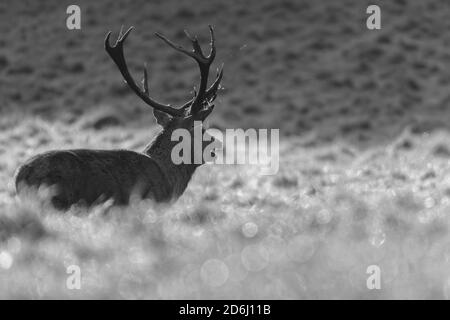 Red Deer Rut, Studley Royal, North Yorkshire Stockfoto