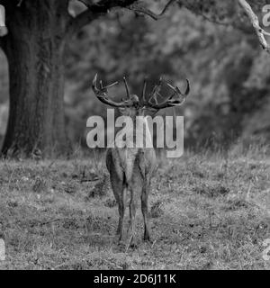 Red Deer Rut, Studley Royal, North Yorkshire Stockfoto