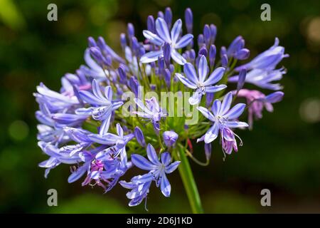Agapanthus praecox orientalis Blauer Sturm Stockfoto