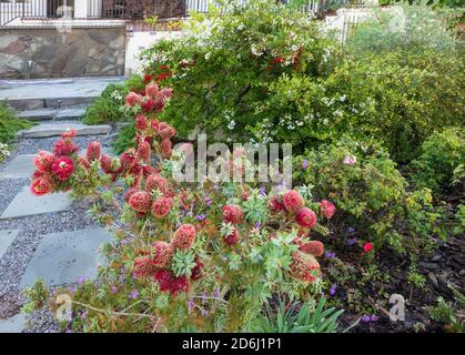 Scharlachrote Flaschenbürste, Callistemon citrinus, in einem Garten in South Carolina mit Pyramicantha Koid Victory, die sowohl Blumen als auch Beeren zeigt. Stockfoto