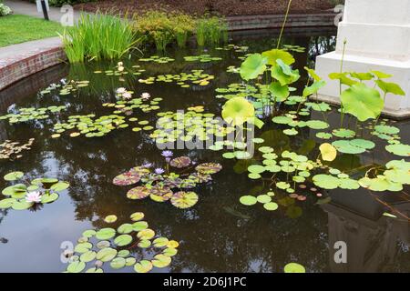 Brookgreen Gardens, Murrells Inlet, South Carolina. Seerosen in einem stillen Teich in der historischen Skulptur und botanischen Gärten. Stockfoto