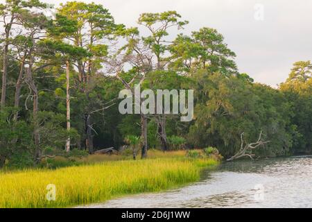 Bryan Creek am Cibogue Sound in South Carolina im frühen Herbst. Spartina Gras beginnt Gold neben Küstenkiefern und Palmettenwäldern zu drehen. Stockfoto