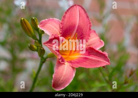 Hemerocallis Persian Market, tiefe Rose Taglilie mit Rüschen Ränder und eine leuchtend gelbe Kehle. Stockfoto
