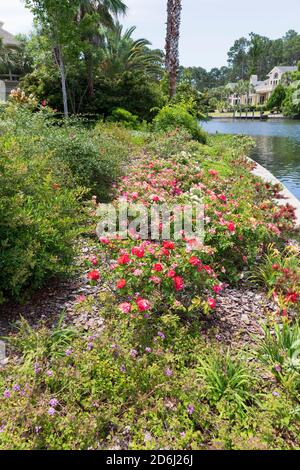 Ein Garten in South Carolina im Mai. Treiben Sie Rosen mit Flaschenbrush, Taglilien, lantana und dem Wacholder entlang des Kanals. Stockfoto