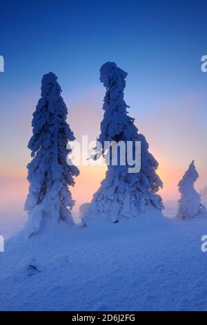 Sonnenaufgang auf dem Brocken im Winter, Morgendämmerung, Nebel, mit tiefem Schnee bedeckte Bergfichten, Nationalpark Harz, Deutschland (Sachsen-Anhalt) Stockfoto