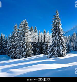 Tief verschneite unberührte Winterlandschaft am Oberjochpass, schneebedeckte Tannenbäume, strahlender Sonnenschein, blauer Himmel, Oberjoch, Allgäu Stockfoto