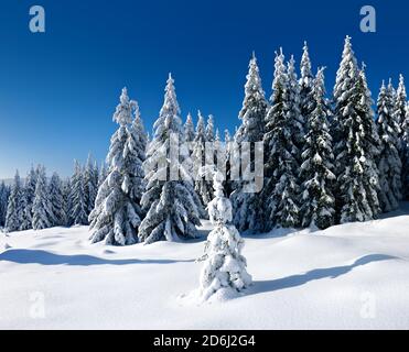 Tief verschneite unberührte Winterlandschaft, schneebedeckte Tannenbäume, Nationalpark Harz, Deutschland ( Sachsen-Anhalt) Stockfoto