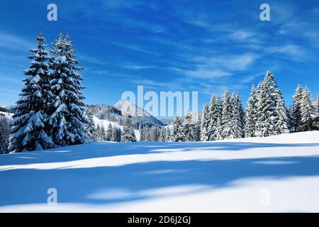 Tief verschneite unberührte Winterlandschaft am Oberjochpass, schneebedeckte Tannenbäume, strahlender Sonnenschein, blauer Himmel, Oberjoch, Allgäu Stockfoto