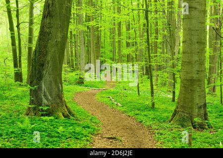 Wanderweg schlängelt sich im Frühjahr durch halbnatürlichen Buchenwald, Hainich-Nationalpark, Thüringen, frisches grünes Laub, UNESCO-Weltnaturerbe Stockfoto