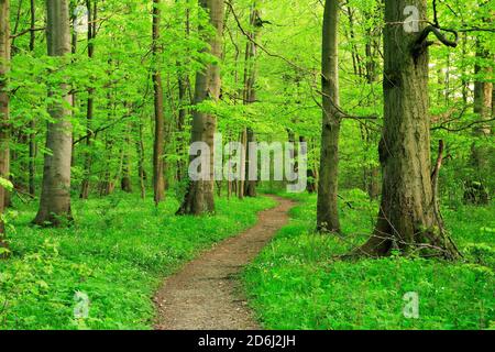 Wanderweg schlängelt sich im Frühling durch halbnatürlichen Buchenwald, frisches grünes Laub, blühende Anemonen, UNESCO-Weltnaturerbe "Urzeit Stockfoto