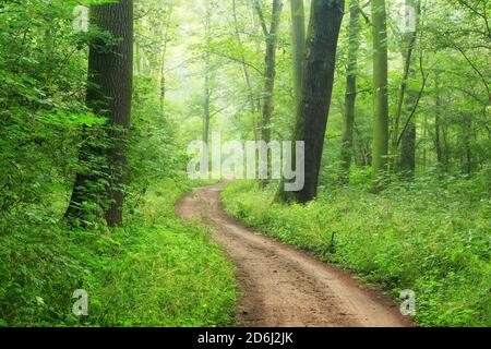 Der Wanderweg schlängelt sich durch halbnatürliche dichte Auenwälder entlang der Saale, bei Ploetzkau, Sachsen-Anhalt, Deutschland Stockfoto