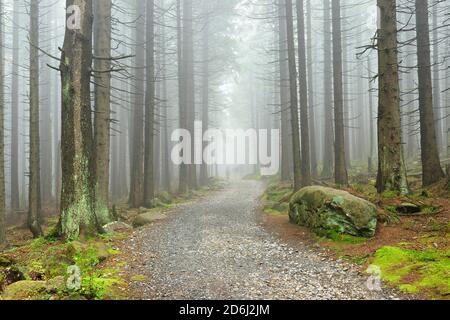 Wanderweg schlängelt sich durch nebligen Fichtenwald, im Hintergrund die verschwommenen Silhouetten von Wanderern, Nationalpark Harz, bei Schierke, Sachsen-Anhalt Stockfoto