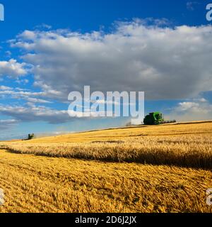 Zwei Mähdrescher in einem Kornfeld Ernte Gerste, Feld unter blauem Himmel, Saalekreis, Sachsen-Anhalt, Deutschland Stockfoto