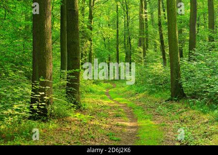 Wanderweg schlängelt sich durch sonnigen Wald, Eichen und Buchen, Laubwald, Ziegelrodaer Forst, bei Querfurt, Burgenlandkreis, Sachsen-Anhalt Stockfoto