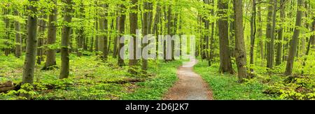 Panorama, Wanderweg schlängelt sich durch halb-natürlichen Buchenwald im Frühjahr, frisches grünes Laub, UNESCO-Weltkulturerbe "Urbuche Stockfoto