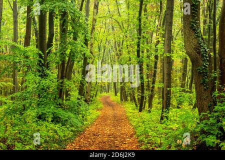 Wanderweg durch Laubwald im Herbst, bei Naumburg, Burgenlandkreis, Sachsen-Anhalt, Deutschland Stockfoto