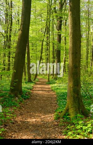 Wanderweg schlängelt sich im Frühling durch halbnatürlichen Buchenwald, frisches grünes Laub, blühende Anemonen, UNESCO-Weltnaturerbe "Urzeit Stockfoto