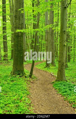 Wanderweg windet sich durch halbnatürliche Buchenwald im Frühjahr, frisches grünes Laub, UNESCO-Weltkulturerbe "Urbuchenwälder in der Stockfoto