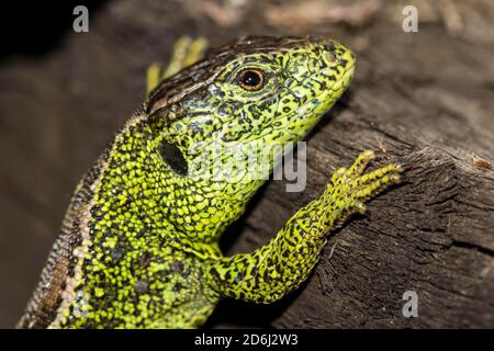 Männliche Sandeidechse ( Lacerta agilis) im Hochmoor, Bayern, Deutschland Stockfoto