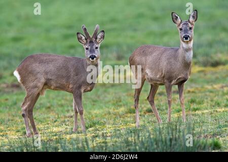 Europäische Rehe ( Capreolus capreolus) Emsland, Niedersachsen, Deutschland Stockfoto