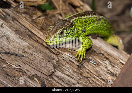 Männliche Sandeidechse ( Lacerta agilis) im Hochmoor, Bayern, Deutschland Stockfoto