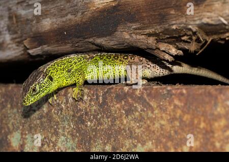 Männliche Sandeidechse ( Lacerta agilis) im Hochmoor, Bayern, Deutschland Stockfoto