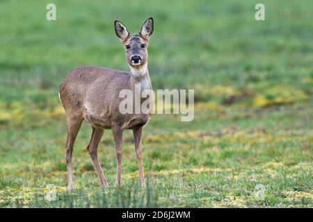 Europäisches Reh ( Capreolus capreolus) Emsland, Niedersachsen, Deutschland Stockfoto