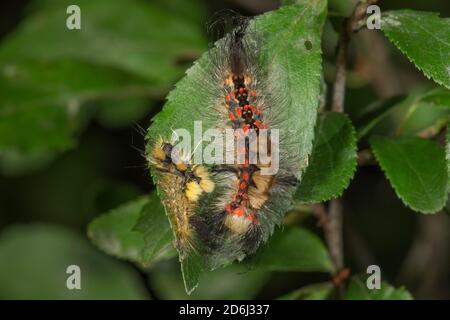 Rusty Tussock Moth (Orgyia antiqua) Raupe frisch gehäutet mit alter Raupenhaut auf Schlehdornblatt, Baden-Württemberg, Deutschland Stockfoto