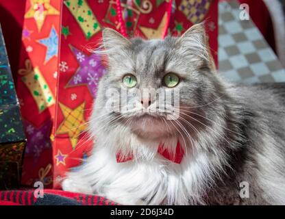 Eine langhaarige grau gestromte Katze mit einem Weihnachtsthema. Sibirische Waldkatze mit grünen Augen und einer weißen Mähne mit roter Fliege. Stockfoto