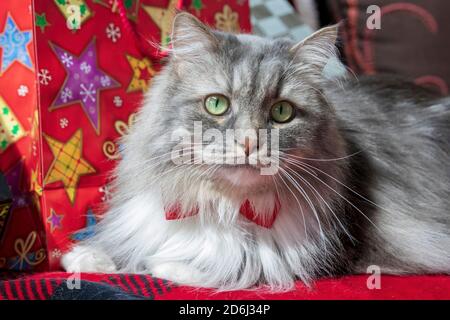 Eine langhaarige grau gestromte Katze mit einem Weihnachtsthema. Sibirische Waldkatze mit grünen Augen und einer weißen Mähne mit roter Fliege. Stockfoto
