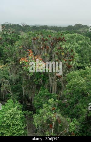 Regenwald, Tikal Nationalpark, Guatemala Stockfoto