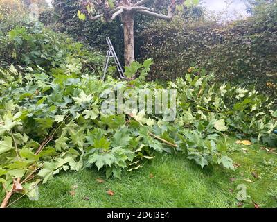 Blick auf Haufen von frisch geschnittenen Ästen Gartenabfälle von Platane Baum Beschneiden im Herbst in deutschen Garten, Leiter Hintergrund Stockfoto