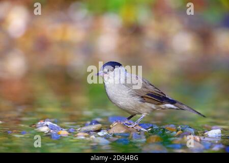 Schwarzkappe (Sylvia atricapilla) Männchen im Flachwasser, Solms, Hessen Stockfoto