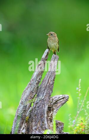 Europäischer Rotkehlchen (Erithacus rubecula) , Junge Vogel auf der Wurzel, Solms, Hessen Stockfoto