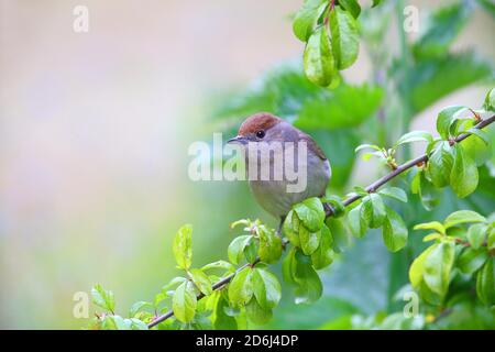 Schwarzmücke (Sylvia atricapilla) weiblich, Solms, Hessen Stockfoto