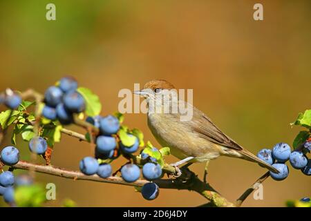 Blackcap (Sylvia atricapilla) , Weibchen sitzt auf Schwarzdorn (Prunus spinosa) Solms, Hessen Stockfoto