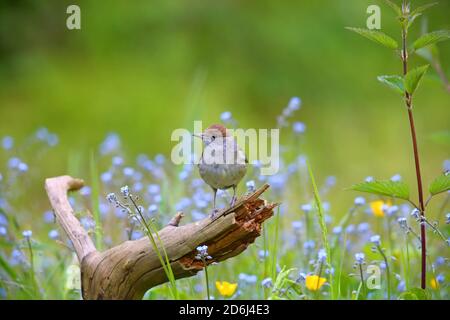 Blackcap (Sylvia atricapilla) , Frau sitzt auf einer Wurzel, Solms, Hessen Stockfoto