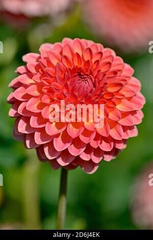 Dekorative Dahlie (Dahlie) Sorte Hügelkiefersuffusion, lachsrosa und gelbe Blume, Nordrhein-Westfalen, Deutschland Stockfoto