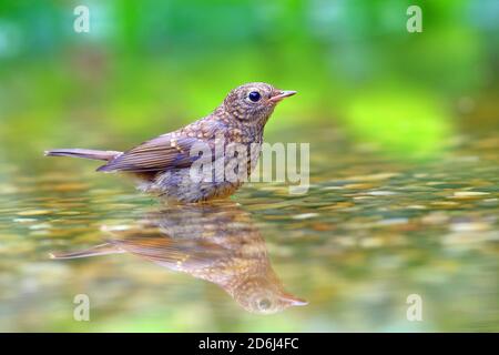 Europäischer Rotkehlchen (Erithacus rubecula) , Jungvogel steht im Flachwasser, Solms, Hessen Stockfoto