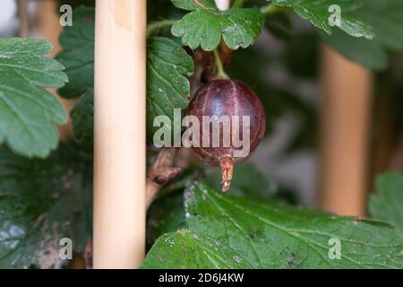 Eine Stachelbeere (Ribes uva-crispa), die zwischen den Blättern wächst Stockfoto