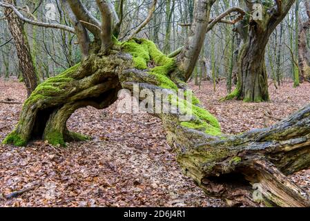 Alte Buche ( Fagus sylvatica) im Urwald Baumweg, Totholz, Buchenwald, Niedersächsische Staatswälder, Oldenburger Münsterland, Emstek Stockfoto