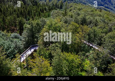 Baumspitze Salzkammergut am Grünberg, Gmunden, Salzkammergut, Oberösterreich, Österreich Stockfoto